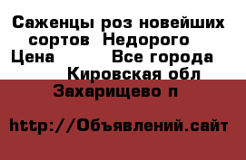 Саженцы роз новейших сортов. Недорого. › Цена ­ 350 - Все города  »    . Кировская обл.,Захарищево п.